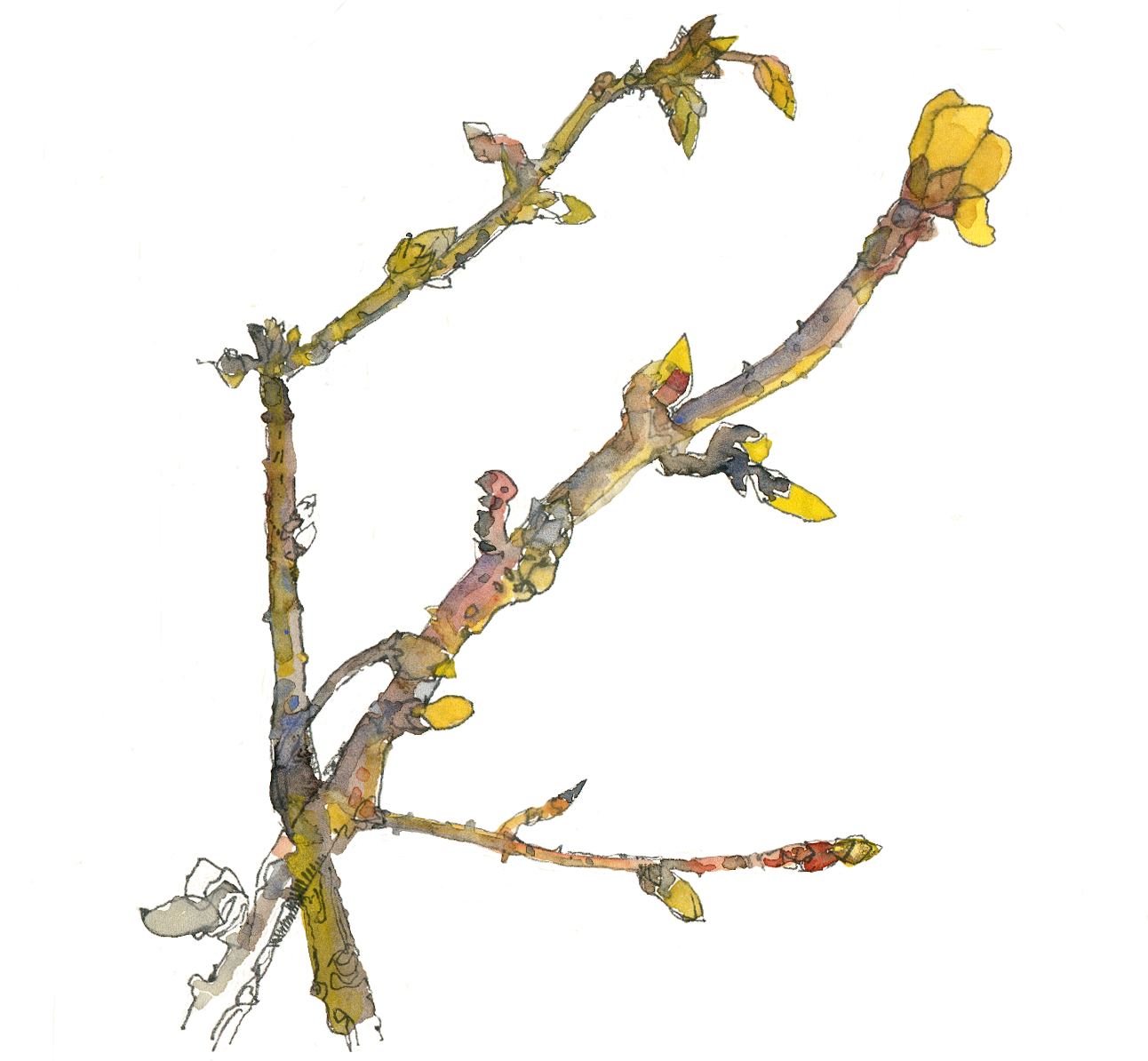 buds Francine Kuypers watercolour "Buds"